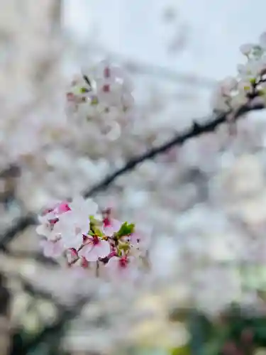 秋葉神社(東京都)