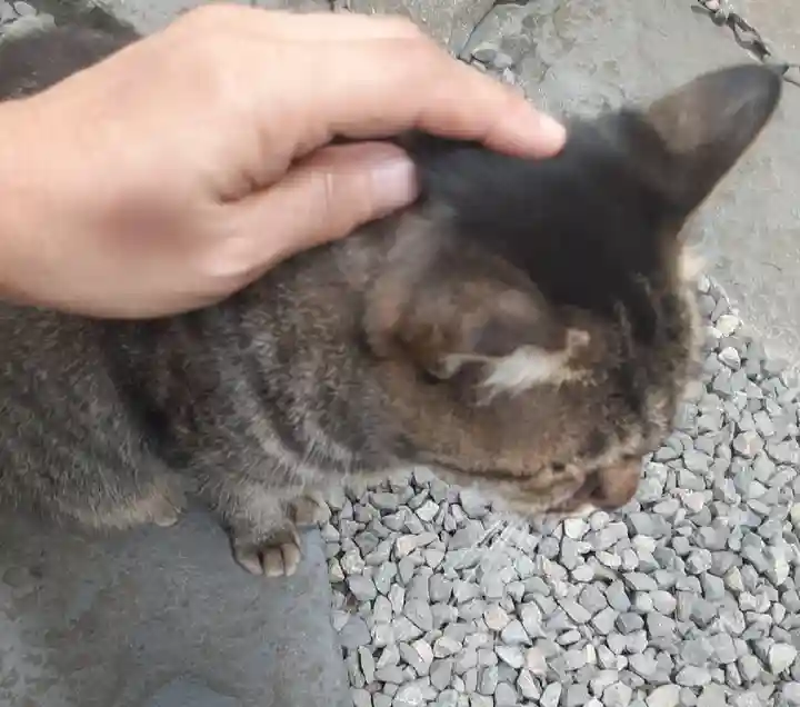 鷲神社(東京都)
