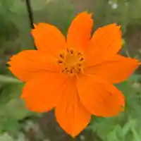 豊景神社の自然