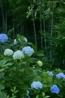 明月院(神奈川県)