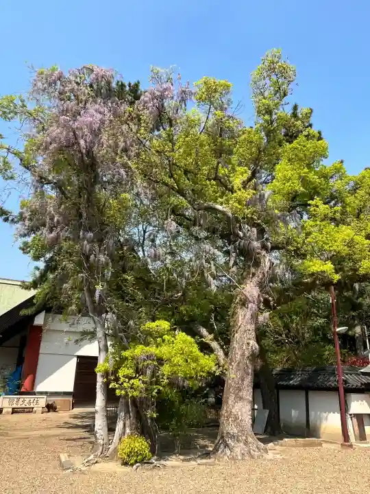 住吉大社の自然