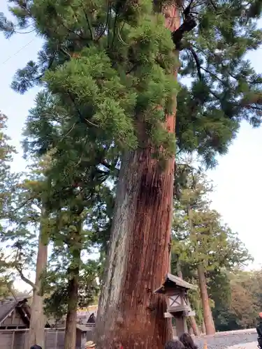伊勢神宮外宮（豊受大神宮）の自然