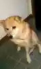 るんこ