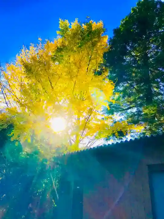 岡見八坂神社の自然