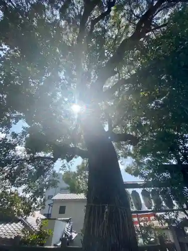 若宮八幡宮（陶器神社）の自然