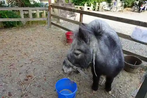 大石神社の動物