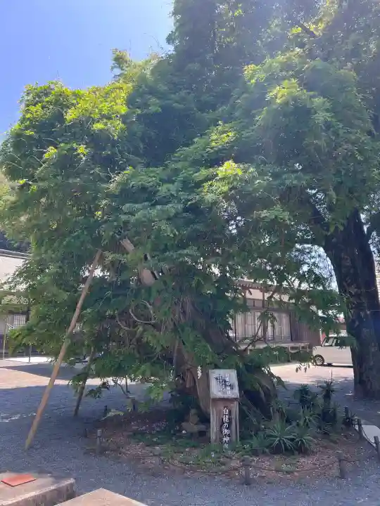 伊古奈比咩命神社の{uncategorized: "未分類", other: "その他", undefined: "問題あり", building: "その他建物", grave: "お墓", sacred_gate: "鳥居", guardian: "狛犬", statue: "像", buddha: "仏像", history: "歴史", nature: "自然", garden: "庭園", animal: "動物", pagoda: "塔", temizu: "手水舎", mountain_gate: "山門・神門", sanctuary: "本殿・本堂", subordinate: "末社・摂社", art: "芸術", scenery: "景色", jizo: "地蔵", ema: "絵馬", goshuin: "御朱印", omikuji: "おみくじ", items: "授与品その他", amulet: "お守り", goshuincho: "御朱印帳", eats: "食事", festival: "お祭り", votive_dance: "神楽", shichigosan: "七五三参", wedding: "結婚式", experience: "体験その他", initially: "初詣", around: "周辺", anti_infection: "感染症対策"}