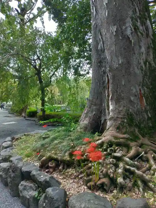 三嶋大社のその他建物