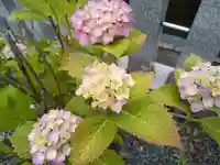 總社 和田八幡宮の自然