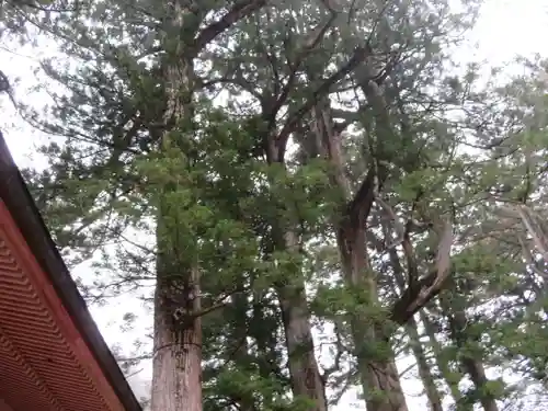 日光二荒山神社の自然