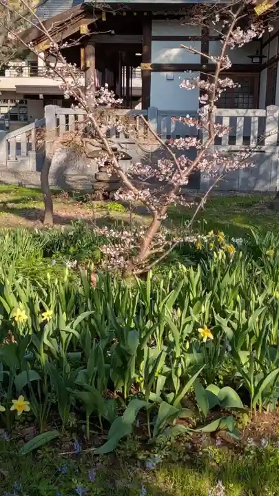 新琴似神社(北海道)