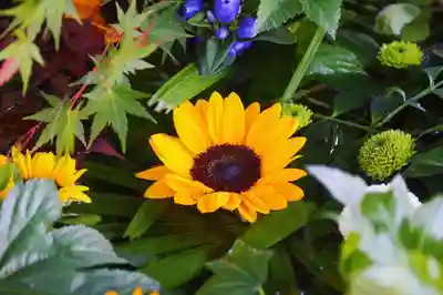 東海市熊野神社の手水舎