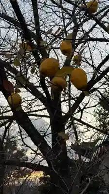 東寺（教王護国寺）(京都府)