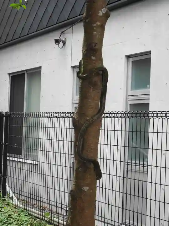 玉前神社の動物