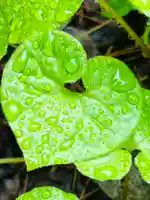 土津神社|こどもと出世の神さまの自然