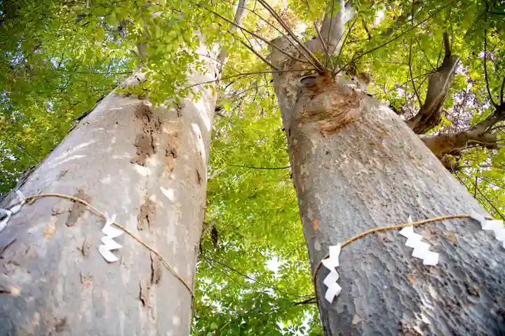 春日神社の自然