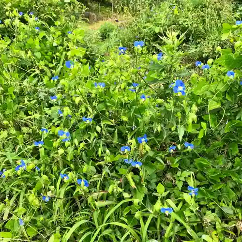 高司神社〜むすびの神の鎮まる社〜の自然
