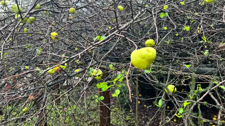 冠稲荷神社の自然