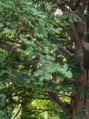 茨戸天満宮の自然