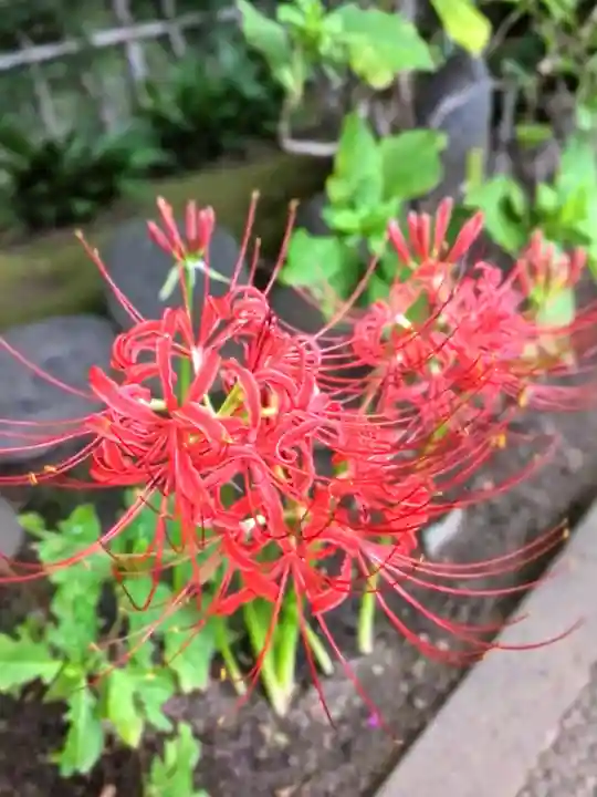 妙法寺(東京都)