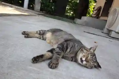所澤神明社の動物