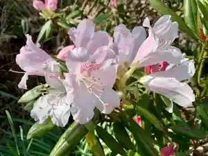 普門寺(切り絵御朱印発祥の寺)の自然(2021年03月23日(火) 08時42分23秒投稿)