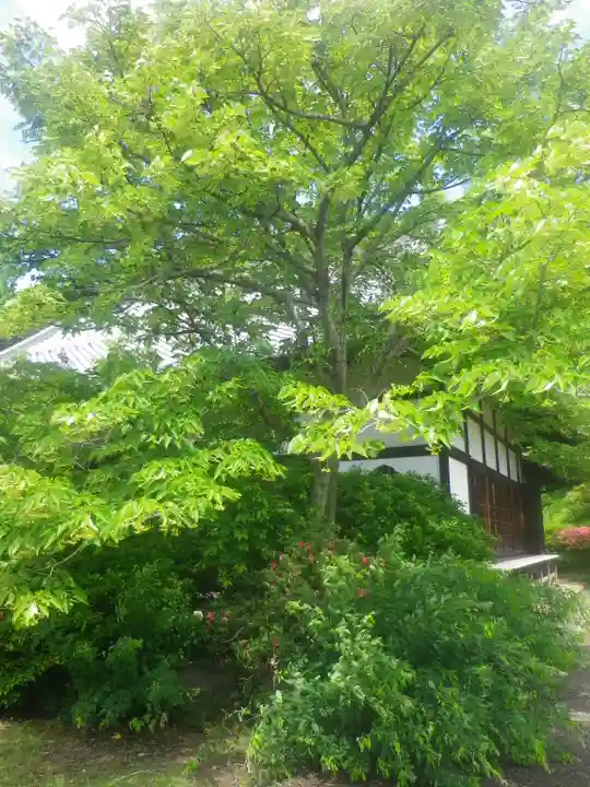 浄光明寺の自然