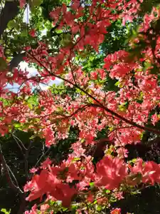 厚別神社(北海道)(2023年05月30日(火) 15時03分38秒投稿)