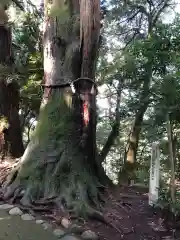 白山比咩神社の自然