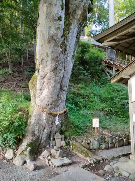 丹生川上神社(下社)の自然