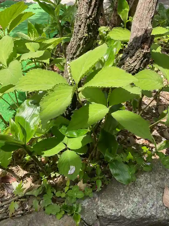 常照院(曼陀羅寺塔頭)(愛知県)