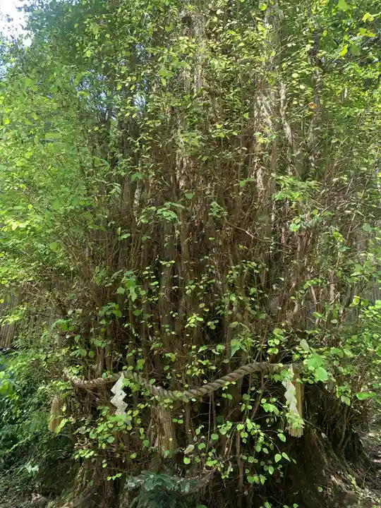 貴船神社結社の自然