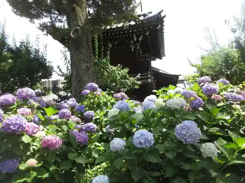 白山神社(東京都)