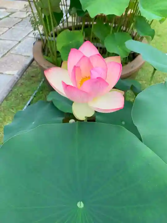 三室戸寺の自然