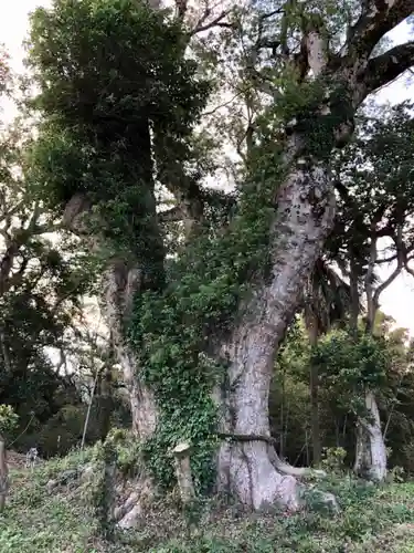 揖宿神社の自然