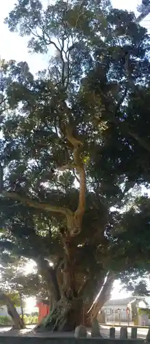 道路衢神の自然