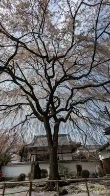 本満寺(本願満足寺)の自然