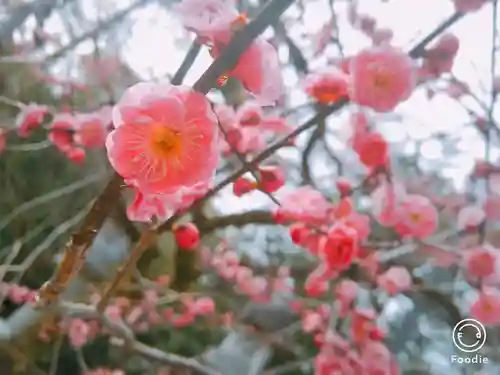 北野天満宮の自然