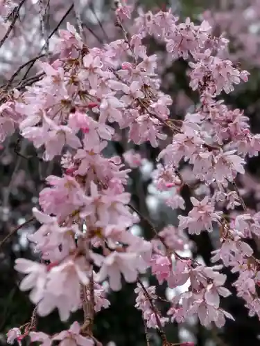 猿田彦神社(東京都)