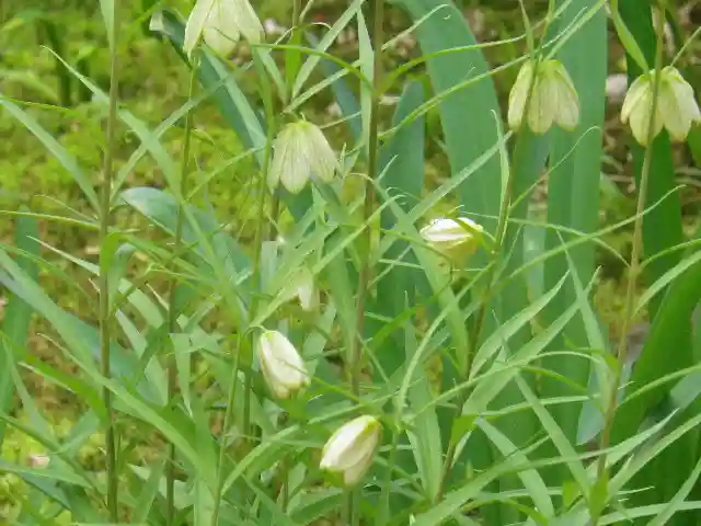 安國論寺(安国論寺)の自然