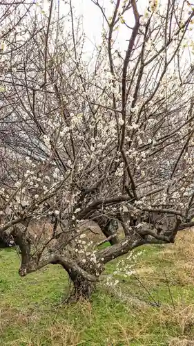 畑子安神社の自然