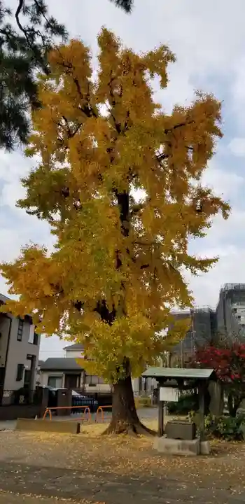 大曽根八幡神社の自然