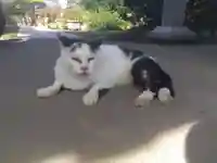 一心寺・一心禅寺の動物