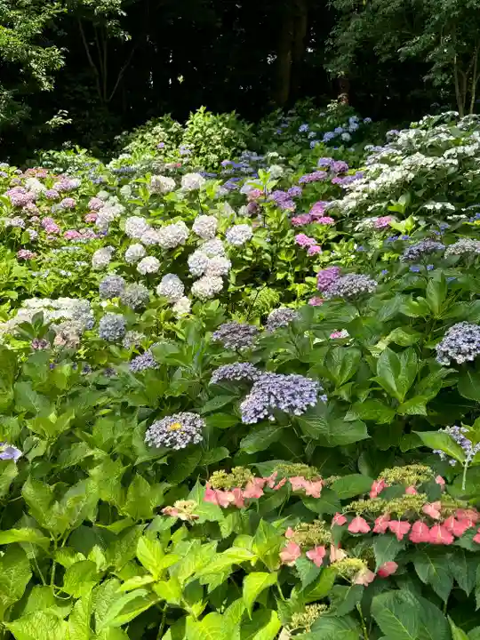 長谷寺(神奈川県)