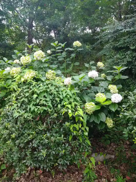 若一王子宮の自然