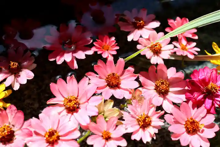 三津厳島神社の自然