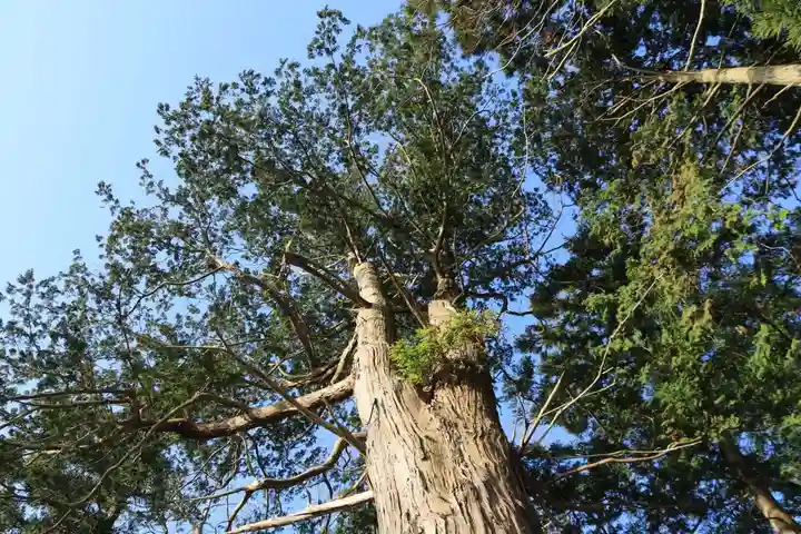 阿久津「田村神社」(郡山市阿久津町)旧社名:伊豆箱根三嶋三社の自然