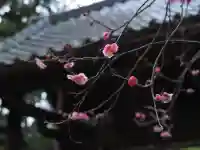 寿福寺の{uncategorized: "未分類", other: "その他", undefined: "問題あり", building: "その他建物", grave: "お墓", sacred_gate: "鳥居", guardian: "狛犬", statue: "像", buddha: "仏像", history: "歴史", nature: "自然", garden: "庭園", animal: "動物", pagoda: "塔", temizu: "手水舎", mountain_gate: "山門・神門", sanctuary: "本殿・本堂", subordinate: "末社・摂社", art: "芸術", scenery: "景色", jizo: "地蔵", ema: "絵馬", goshuin: "御朱印", omikuji: "おみくじ", items: "授与品その他", amulet: "お守り", goshuincho: "御朱印帳", eats: "食事", festival: "お祭り", votive_dance: "神楽", shichigosan: "七五三参", wedding: "結婚式", experience: "体験その他", initially: "初詣", around: "周辺", anti_infection: "感染症対策"}