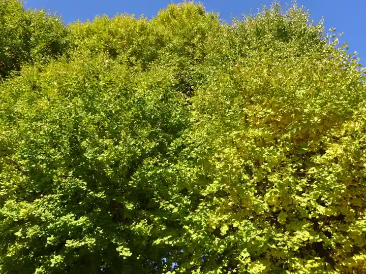 亀ケ池八幡宮の自然