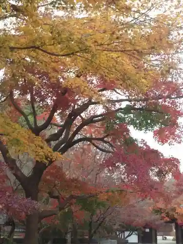 観泉寺の庭園